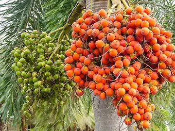 সুপারি