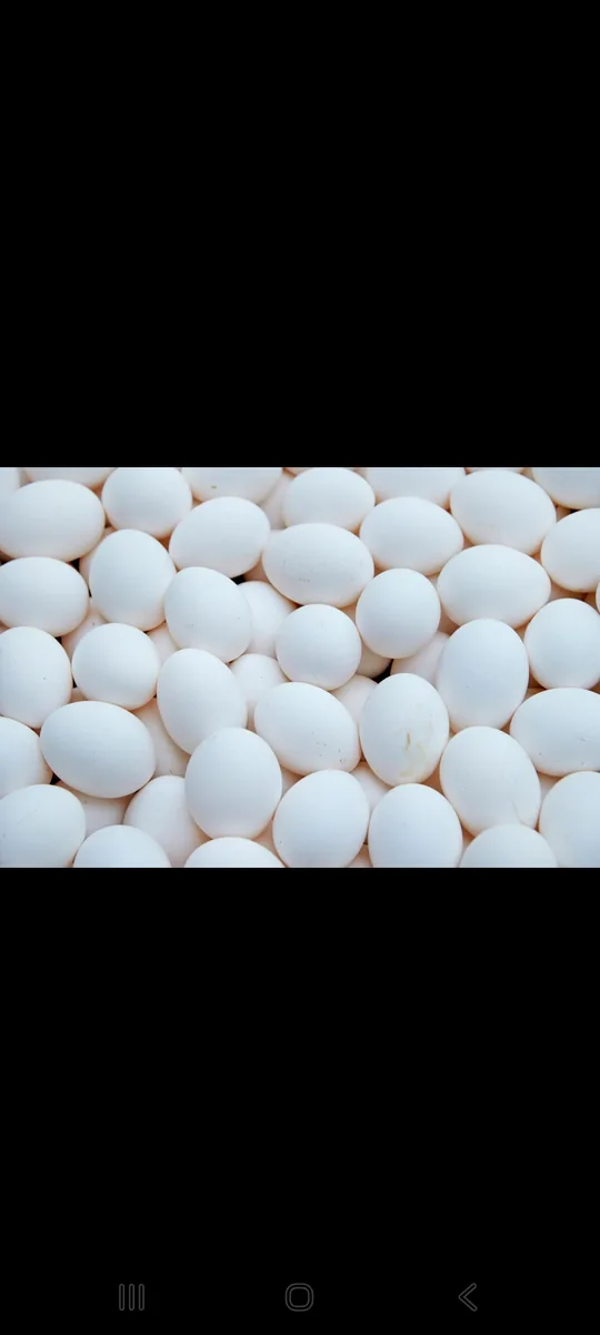 100% Organic & Fresh Duck Eggs
