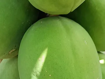 তাজা গাছপাকা ও কাঁচা পেঁপে বিক্রি হবে | সরাসরি বাগান থেকে