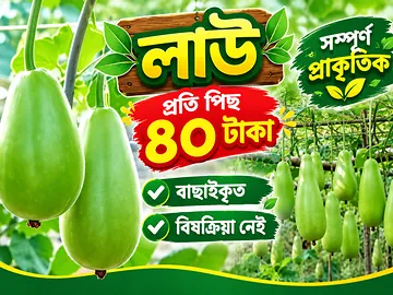 তাজা লাউ - মাএ ৪০ টাকা পাচ্ছেন