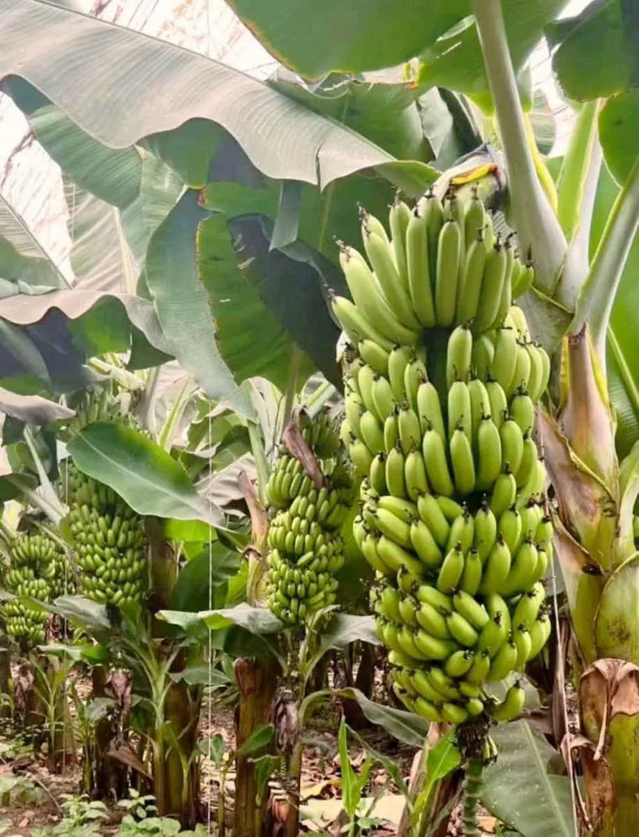 তাজা ও ভালো মানের কলা