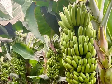তাজা ও ভালো মানের কলা