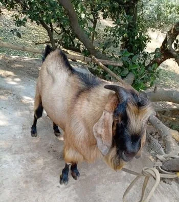 পাঠা ছাগল