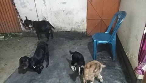 দেশি ছাগল