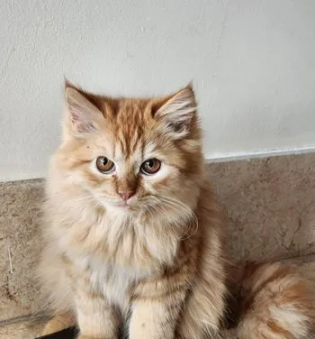 Persian Female Cat