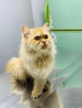 Traditional Persian Cat