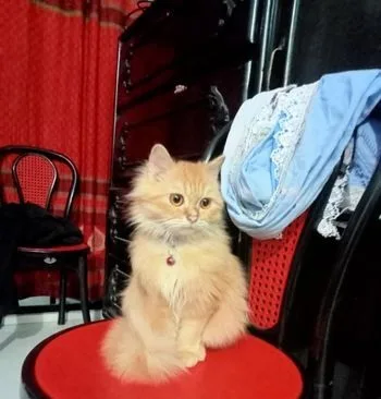 Traditional Persian Female Cat