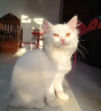 Traditional Persian Cat Female
