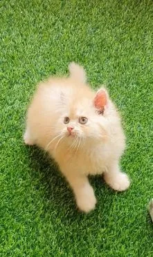Traditional Persian female cat