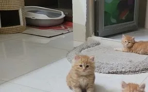 Pure Persian Cute Faces