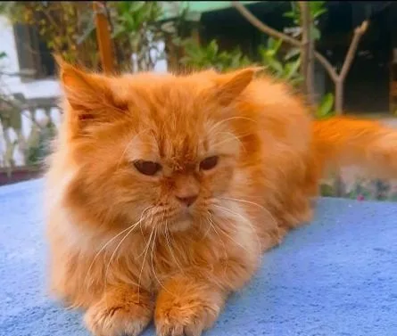Cute Persian cat