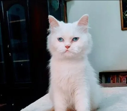 Female Persian
