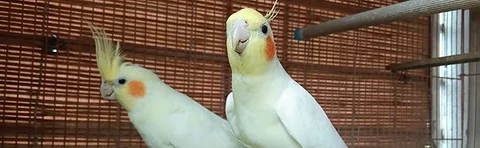 ককা‌টেল মাস্টার পেয়ার