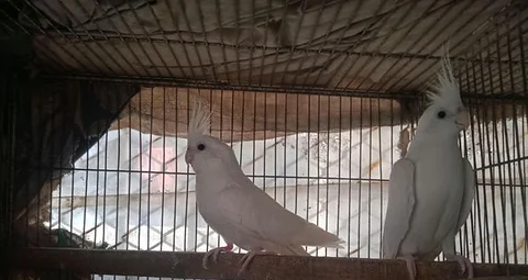 মাস্টার পেয়ার কোকাটেল