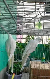 লাল চোখের এলবিনো কোকাটেল মাস্টার