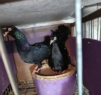 কবুতর