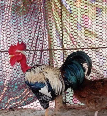 মোরগ মুরগী