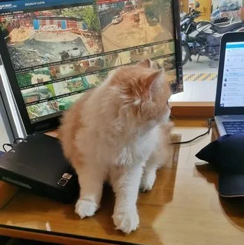 Traditional Persian Male Kitten