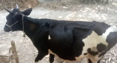 গরু