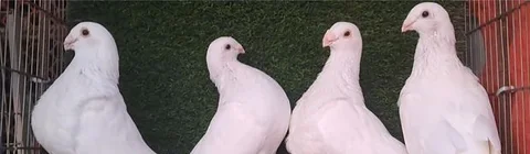 কবুতর