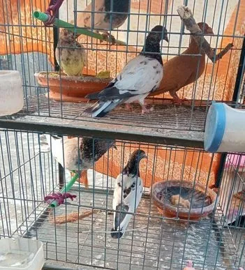 কবুতর