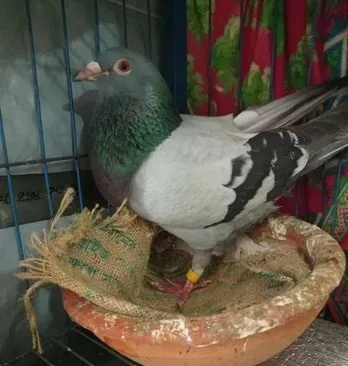 সবজি রেসার কবুতর