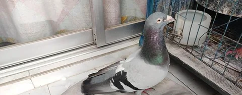 সবজি রেসার নর কবুতর