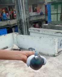 সবজি রেসার নর নিউ এডাল্ট