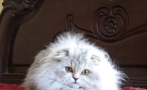 British longhair fold cat kitten