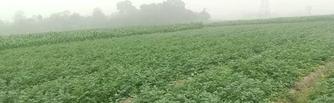 ৩০ শতক জমি বিক্রয়