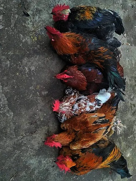 দেশী মুরগি