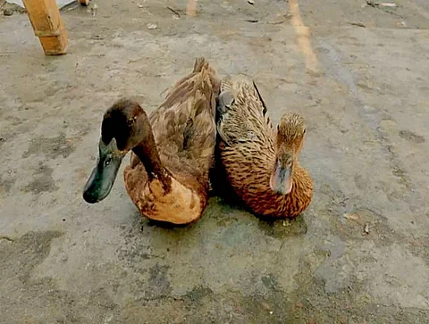 দেশি হাঁস