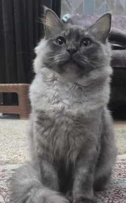 British Longhair Cat