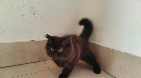 Persian Cat