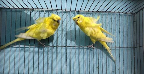 Baziga brid