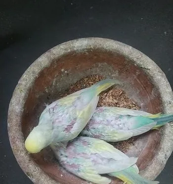 bazrigar bird