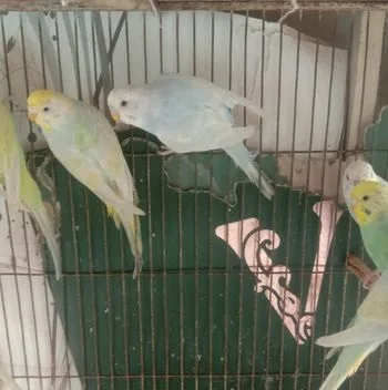 Bazrigar Bird