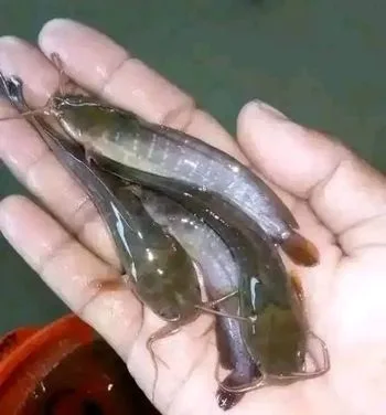 মাগুর মাছের পোনা