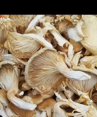 শুখনো মাশরুম