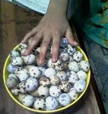 কোয়েল পাখির ডিম