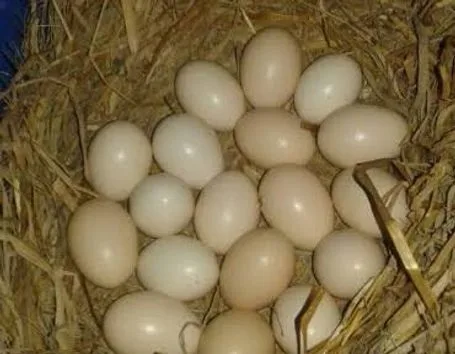 দেশি মুরগির ডিম
