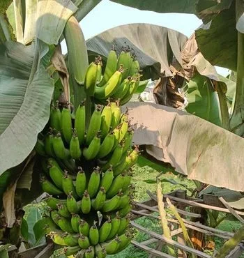 গাছ পাকা কলা
