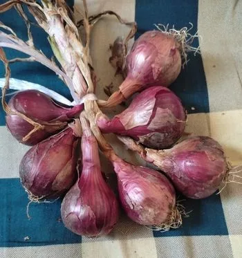 পেঁয়াজ