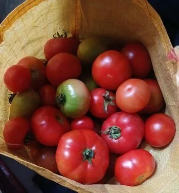 দেশি টমেটো