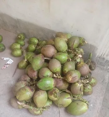 ডাব