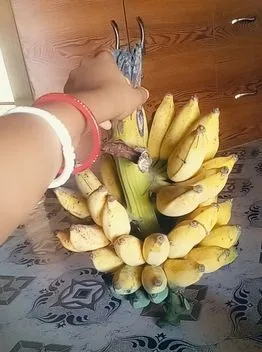 Gach Paka Kola