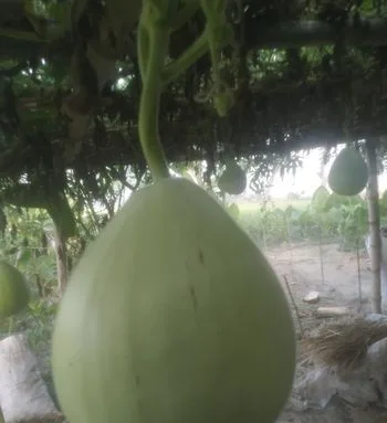 হাজারী লাউ