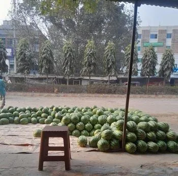 তরমুজ