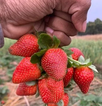 Strawberry