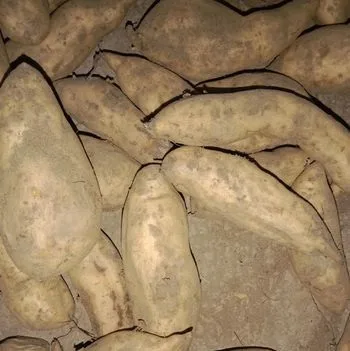 মিষ্টি আলু।